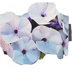 bylina Płomyk wiechowaty Blue Ice B425